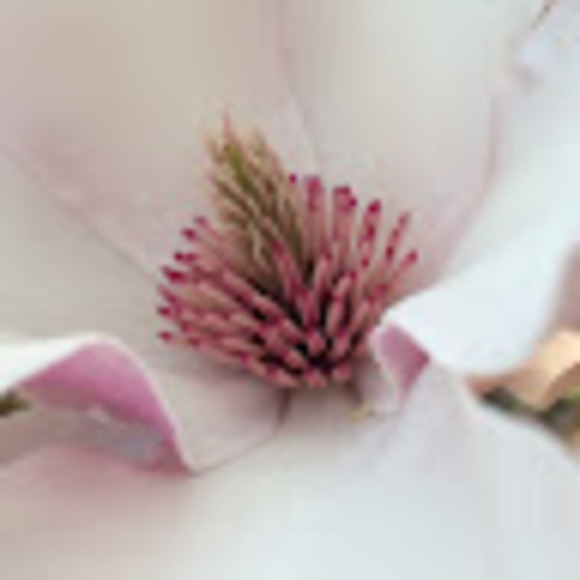 Meet your Posher, Malika - Picture 1 of 1